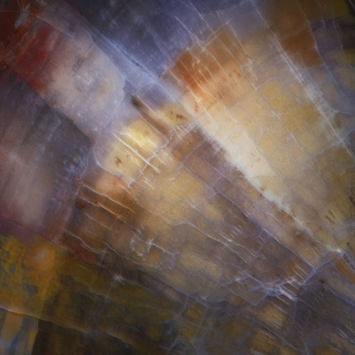 161 Petrified Natural Background